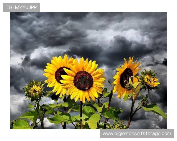 足球明星泪水背后的故事与荣耀壁纸展示情感与奋斗的力量